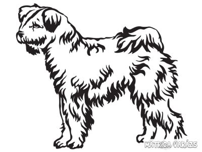 Pumi matrica 0
