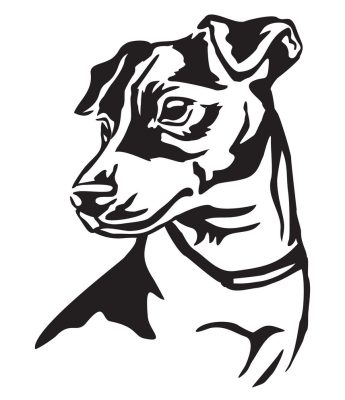 Jack Russel terrier matrica 11