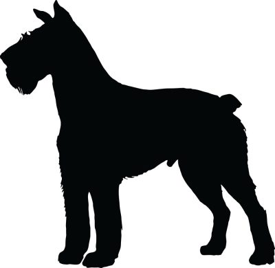 Schnauzer matrica 5