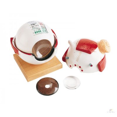 Szemgolyó modell funkcionális lencsével 5 részes