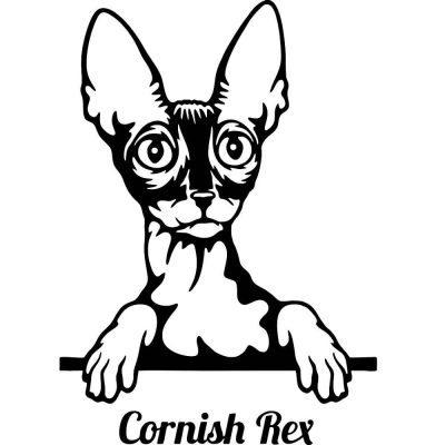 Cornish Rex macska matrica