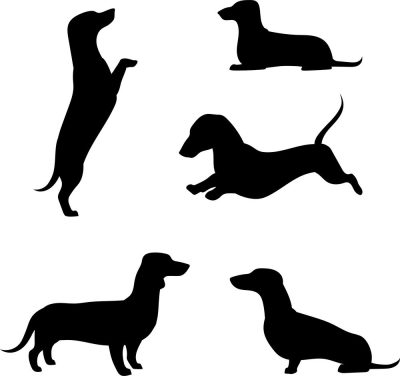 Tacskó matrica szett