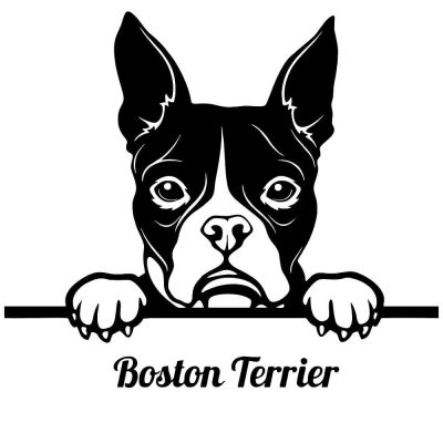 Boston terrier matrica 19