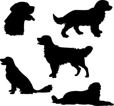 Golden retriever matrica szett