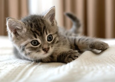 Cicás Bed polár takaró 100x140cm