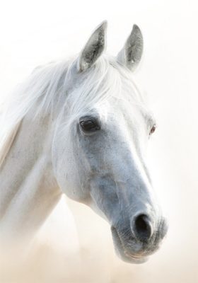 Lovas Mystic A/4 gumis mappa