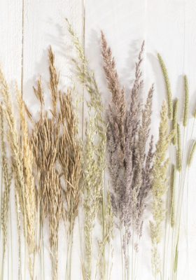 Természet Golden Harvest A/4 gumis mappa