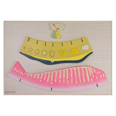 Női hormon ciklust bemutató modell