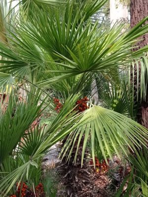Chamaerops humilis mag - 5 db/csomag