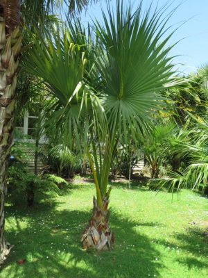 Sabal minor mag - 10 db/csomag