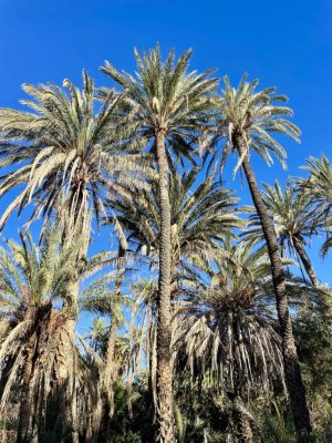 Phoenix dactylifera mag - 10 db/csomag