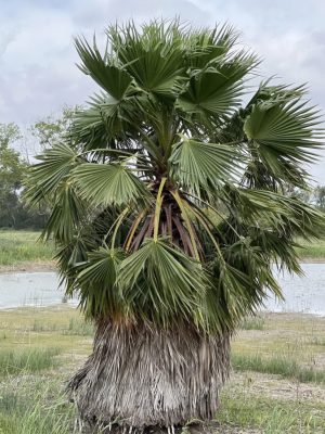 Washingtonia robusta mag - 10 db/csomag