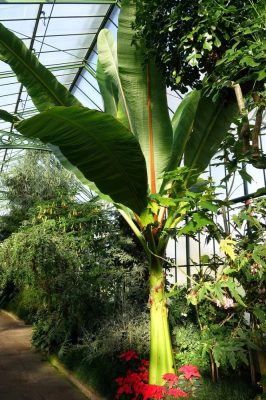 Ensete ventricosum mag - 5 db/csomag
