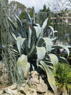 Agave americana mag - 5 db/csomag