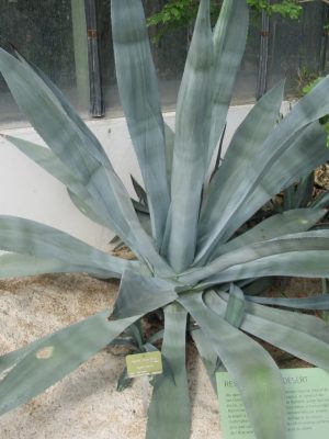 Agave tequilana mag