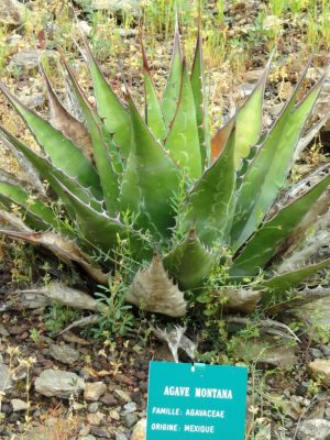 Agave montana mag - 5 db/csomag