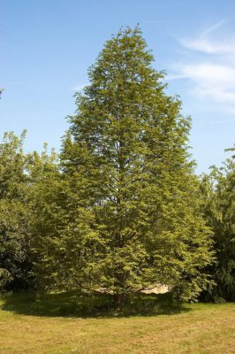 Metasequoia glyptostroboides mag - 10 db/csomag