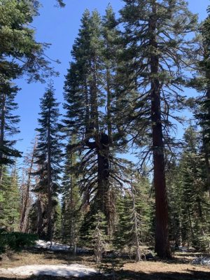 Abies magnifica mag - 10 db/csomag