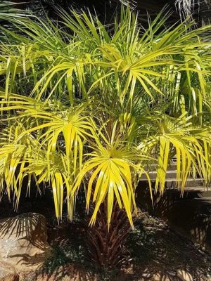 Livistona benthamii 'Golden' mag - 5 db/csomag