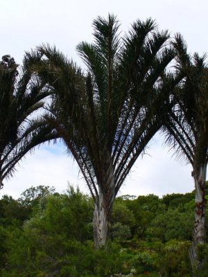 Raphia australis mag