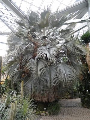 Brahea armata mag - 5 db/csomag