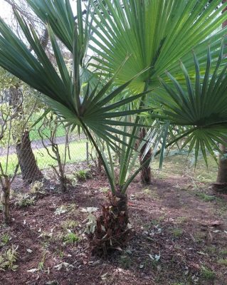 Brahea edulis mag - 3 db/csomag