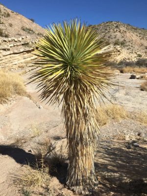 Yucca rostrata mag - 10 db/csomag