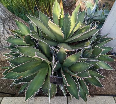 Agave oteroi mag - 5 db/csomag
