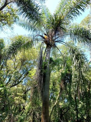 Syagrus romanzoffiana mag - 5 db/csomag