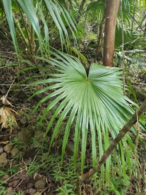 Livistona chinensis mag - 10 db/csomag