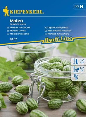 Mexikói datolyauborka Mateo