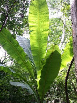 Ensete perrieri mag - 3 db/csomag