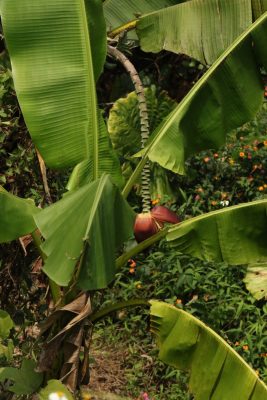 Musa itinerans var. itinerans mag - 5 db/csomag