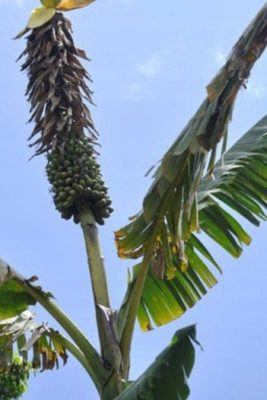 Musa maclayi var. erecta mag - 5 db/csomag