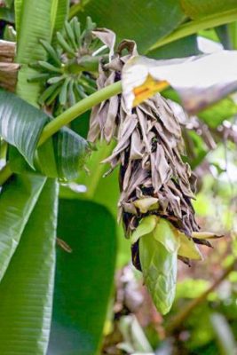 Musa sp. 'Mt. Popomanaseu' mag - 5 db/csomag