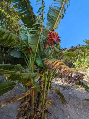 Musa textilis 'Borneo' mag - 5 db/csomag