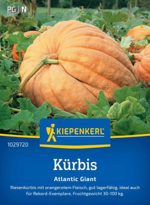 Sütőtök Atlantic Giant