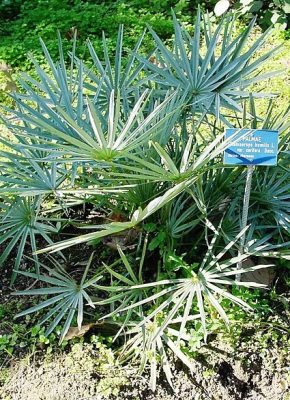 Chamaerops humilis var. cerifera mag - 5 db/csomag