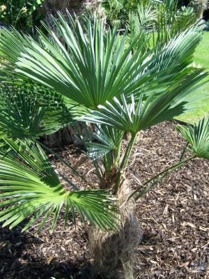 Trachycarpus wagnerianus mag - 5 db/csomag