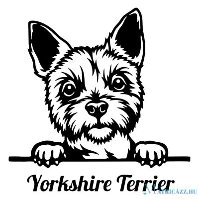Yorki matrica 11