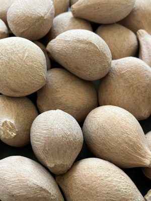 Cycas pectinata mag - 3 db/csomag