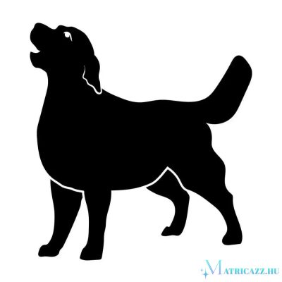 Golden retriever matrica 6