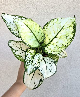Aglaonema White Joy