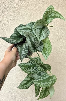 Scindapsus pictus Trebie - Ezüstös szobafutóka 12 cm