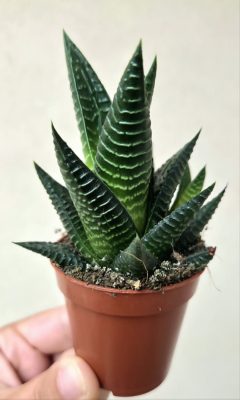 Haworthia - Szemölcsliliom 5.5 cm