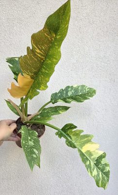 Philodendron Ring of Fire 12 cm