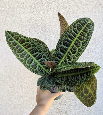 Labisia obtusifolia Kura Kura 13 cm