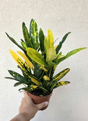 Croton Sunny Star 12 cm