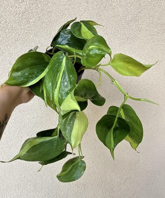 Philodendron Brasil 12 cm