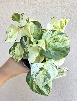 Epipremnum Happy Leaf - Tarka szobai futóka 12 cm